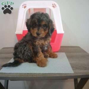 Teddy, Miniature Poodle Puppy